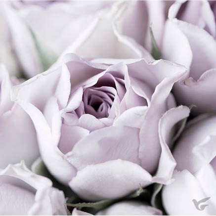 Productafbeelding: voorkant van Kaart lila bloemen blanco